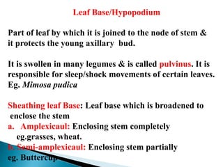 Leaf Base/Hypopodium
Part of leaf by which it is joined to the node of stem &
it protects the young axillary bud.
It is swollen in many legumes & is called pulvinus. It is
responsible for sleep/shock movements of certain leaves.
Eg. Mimosa pudica
Sheathing leaf Base: Leaf base which is broadened to
enclose the stem
a. Amplexicaul: Enclosing stem completely
eg.grasses, wheat.
b. Semi-amplexicaul: Enclosing stem partially
eg. Buttercup
 