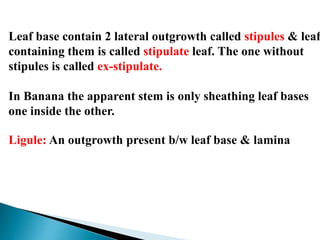 Leaf base contain 2 lateral outgrowth called stipules & leaf
containing them is called stipulate leaf. The one without
stipules is called ex-stipulate.
In Banana the apparent stem is only sheathing leaf bases
one inside the other.
Ligule: An outgrowth present b/w leaf base & lamina
 