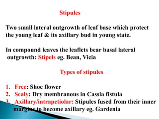 Stipules
Two small lateral outgrowth of leaf base which protect
the young leaf & its axillary bud in young state.
In compound leaves the leaflets bear basal lateral
outgrowth: Stipels eg. Bean, Vicia
Types of stipules
1. Free: Shoe flower
2. Scaly: Dry membranous in Cassia fistula
3. Axillary/intrapetiolar: Stipules fused from their inner
margins to become axillary eg. Gardenia
 