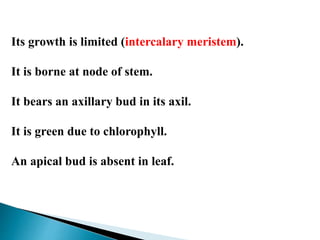 Its growth is limited (intercalary meristem).
It is borne at node of stem.
It bears an axillary bud in its axil.
It is green due to chlorophyll.
An apical bud is absent in leaf.
 