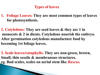 Types of leaves
1. Foliage Leaves: They are most common types of leaves
for photosynthesis.
2. Cotyledons: They are seed leaves & they are 1 in
monocots & 2 in dicots. Cotyledons nourish the embryo.
After germination cotyledons manufacture food by
becoming 1st foliage leaves.
3. Scale leaves/cataphylls: They are non-green, brown,
Small, thin sessile & membranous structures.
eg. Bud scales, scales on aerial stem like Ruscus.
 