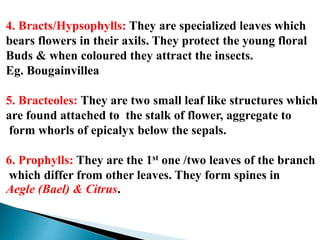 4. Bracts/Hypsophylls: They are specialized leaves which
bears flowers in their axils. They protect the young floral
Buds & when coloured they attract the insects.
Eg. Bougainvillea
5. Bracteoles: They are two small leaf like structures which
are found attached to the stalk of flower, aggregate to
form whorls of epicalyx below the sepals.
6. Prophylls: They are the 1st one /two leaves of the branch
which differ from other leaves. They form spines in
Aegle (Bael) & Citrus.
 