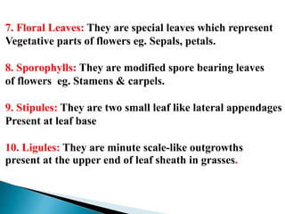 7. Floral Leaves: They are special leaves which represent
Vegetative parts of flowers eg. Sepals, petals.
8. Sporophylls: They are modified spore bearing leaves
of flowers eg. Stamens & carpels.
9. Stipules: They are two small leaf like lateral appendages
Present at leaf base
10. Ligules: They are minute scale-like outgrowths
present at the upper end of leaf sheath in grasses.
 