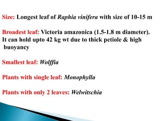 Size: Longest leaf of Raphia vinifera with size of 10-15 m
Broadest leaf: Victoria amazonica (1.5-1.8 m diameter).
It can hold upto 42 kg wt due to thick petiole & high
buoyancy
Smallest leaf: Wolffia
Plants with single leaf: Monophylla
Plants with only 2 leaves: Welwitschia
 