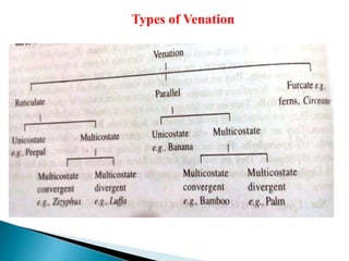 Types of Venation
 