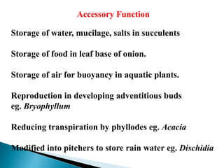 Accessory Function
Storage of water, mucilage, salts in succulents
Storage of food in leaf base of onion.
Storage of air for buoyancy in aquatic plants.
Reproduction in developing adventitious buds
eg. Bryophyllum
Reducing transpiration by phyllodes eg. Acacia
Modified into pitchers to store rain water eg. Dischidia
 