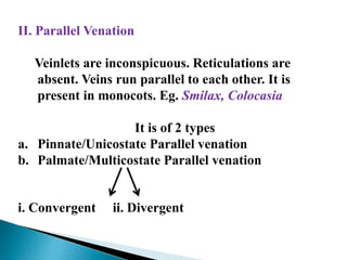 II. Parallel Venation
Veinlets are inconspicuous. Reticulations are
absent. Veins run parallel to each other. It is
present in monocots. Eg. Smilax, Colocasia
It is of 2 types
a. Pinnate/Unicostate Parallel venation
b. Palmate/Multicostate Parallel venation
i. Convergent ii. Divergent
 