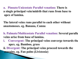 a. Pinnate/Unicostate Parallel venation: There is
a single principal vein/midrib that runs from base to
apex of lamina.
The lateral veins runs parallel to each other without
anastomoses. eg. Banana, Canna
b. Palmate/Multicostate Parallel venation: Several paralle
veins arise from base of lamina.
i. Convergent: The principal veins converge towards the
apex. eg. Bamboo, grass
ii. Divergent: The principal veins proceed towards the
margins. eg. Fan palm (Livistonia)
 