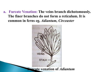 a. Furcate Venation: The veins branch dichotomously.
The finer branches do not form a reticulum. It is
common in ferns eg. Adiantum, Circeaster
Furcate venation of Adiantum
 