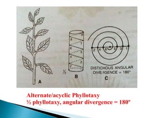 Alternate/acyclic Phyllotaxy
½ phyllotaxy, angular divergence = 180º
 