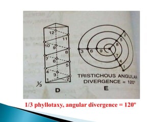1/3 phyllotaxy, angular divergence = 120º
 