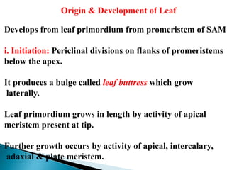 Origin & Development of Leaf
Develops from leaf primordium from promeristem of SAM
i. Initiation: Periclinal divisions on flanks of promeristems
below the apex.
It produces a bulge called leaf buttress which grow
laterally.
Leaf primordium grows in length by activity of apical
meristem present at tip.
Further growth occurs by activity of apical, intercalary,
adaxial & plate meristem.
 