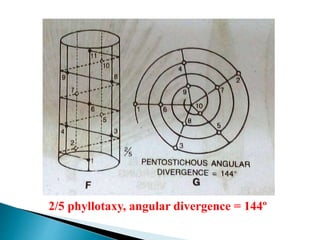 2/5 phyllotaxy, angular divergence = 144º
 