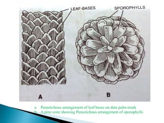 a. Parastichous arrangement of leaf bases on date palm trunk
b. A pine cone showing Parastichous arrangement of sporophylls
 