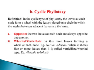 b. Cyclic Phyllotaxy
Definition: In the cyclic type of phyllotaxy the leaves at each
node form a whorl with the leaves placed on a circle in which
the angles between adjacent leaves are the same.
i. Opposite: the two leaves at each node are always opposite
one another.
ii. Whorled/Verticillate: In this three leaves forming a
whorl at each node. Eg. Nerium odorum. When it shows
five or more leaves than it is called verticillate/whorled
type. Eg. Alstonia scholaris.
 