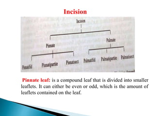 Incision
Pinnate leaf: is a compound leaf that is divided into smaller
leaflets. It can either be even or odd, which is the amount of
leaflets contained on the leaf.
 