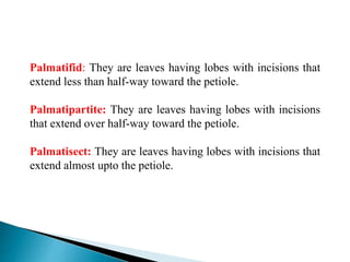 Palmatifid: They are leaves having lobes with incisions that
extend less than half-way toward the petiole.
Palmatipartite: They are leaves having lobes with incisions
that extend over half-way toward the petiole.
Palmatisect: They are leaves having lobes with incisions that
extend almost upto the petiole.
 