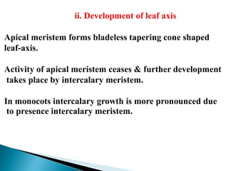 ii. Development of leaf axis
Apical meristem forms bladeless tapering cone shaped
leaf-axis.
Activity of apical meristem ceases & further development
takes place by intercalary meristem.
In monocots intercalary growth is more pronounced due
to presence intercalary meristem.
 