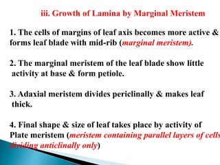 iii. Growth of Lamina by Marginal Meristem
1. The cells of margins of leaf axis becomes more active &
forms leaf blade with mid-rib (marginal meristem).
2. The marginal meristem of the leaf blade show little
activity at base & form petiole.
3. Adaxial meristem divides periclinally & makes leaf
thick.
4. Final shape & size of leaf takes place by activity of
Plate meristem (meristem containing parallel layers of cells
dividing anticlinally only)
 
