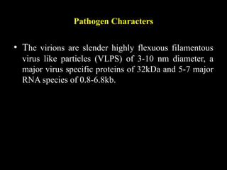 Pathogen Characters
• The virions are slender highly flexuous filamentous
virus like particles (VLPS) of 3-10 nm diameter, a
major virus specific proteins of 32kDa and 5-7 major
RNA species of 0.8-6.8kb.
 