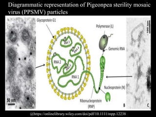 Diagrammatic representation of Pigeonpea sterility mosaic
virus (PPSMV) particles
@https://onlinelibrary.wiley.com/doi/pdf/10.1111/mpp.12238
 