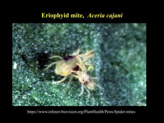 Eriophyid mite, Aceria cajani
https://www.infonet-biovision.org/PlantHealth/Pests/Spider-mites
 