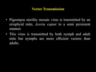 Vector Transmission
• Pigeonpea sterility mosaic virus is transmitted by an
eriophyid mite, Aceria cajani in a semi persistent
manner.
• This virus is transmitted by both nymph and adult
mite but nymphs are more efficient vectors than
adults.
 