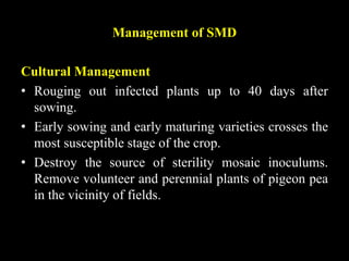 Management of SMD
Cultural Management
• Rouging out infected plants up to 40 days after
sowing.
• Early sowing and early maturing varieties crosses the
most susceptible stage of the crop.
• Destroy the source of sterility mosaic inoculums.
Remove volunteer and perennial plants of pigeon pea
in the vicinity of fields.
 