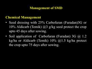 Chemical Management
• Seed dressing with 25% Carbofuran (Furadan)3G or
10% Aldicarb (Temik) @3 g/kg seed protect the crop
upto 45 days after sowing.
• Soil application of Carbofuran (Furadan) 3G @ 1.2
kg/ha or Aldicarb (Temik) 10% @1.5 kg/ha protect
the crop upto 75 days after sowing.
Management of SMD
 
