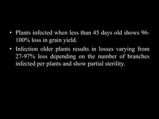 • Plants infected when less than 45 days old shows 96-
100% loss in grain yield.
• Infection older plants results in losses varying from
27-97% loss depending on the number of branches
infected per plants and show partial sterility.
 