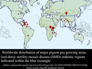 Worldwide distribution of major pigeon pea growing areas
(red dots); sterility mosaic disease (SMD) endemic regions
indicated within the blue rectangle.
@https://apsjournals.apsnet.org/action/showImage?doi=10.1094%2FPDIS.2004.88.5.436&i
Name=master.img-001.jpg&type=master
 