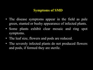 Symptoms of SMD
• The disease symptoms appear in the field as pale
green, stunted or bushy appearance of infected plants.
• Some plants exhibit clear mosaic and ring spot
symptoms.
• The leaf size, flowers and pods are reduced.
• The severely infected plants do not produced flowers
and pods, if formed they are sterile.
 