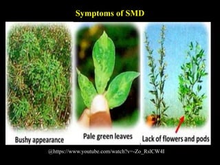 Symptoms of SMD
@https://www.youtube.com/watch?v=-Zo_RslCW4I
 
