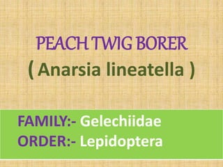 PEACH TWIG BORER
(Anarsia lineatella )
FAMILY:- Gelechiidae
ORDER:- Lepidoptera
 