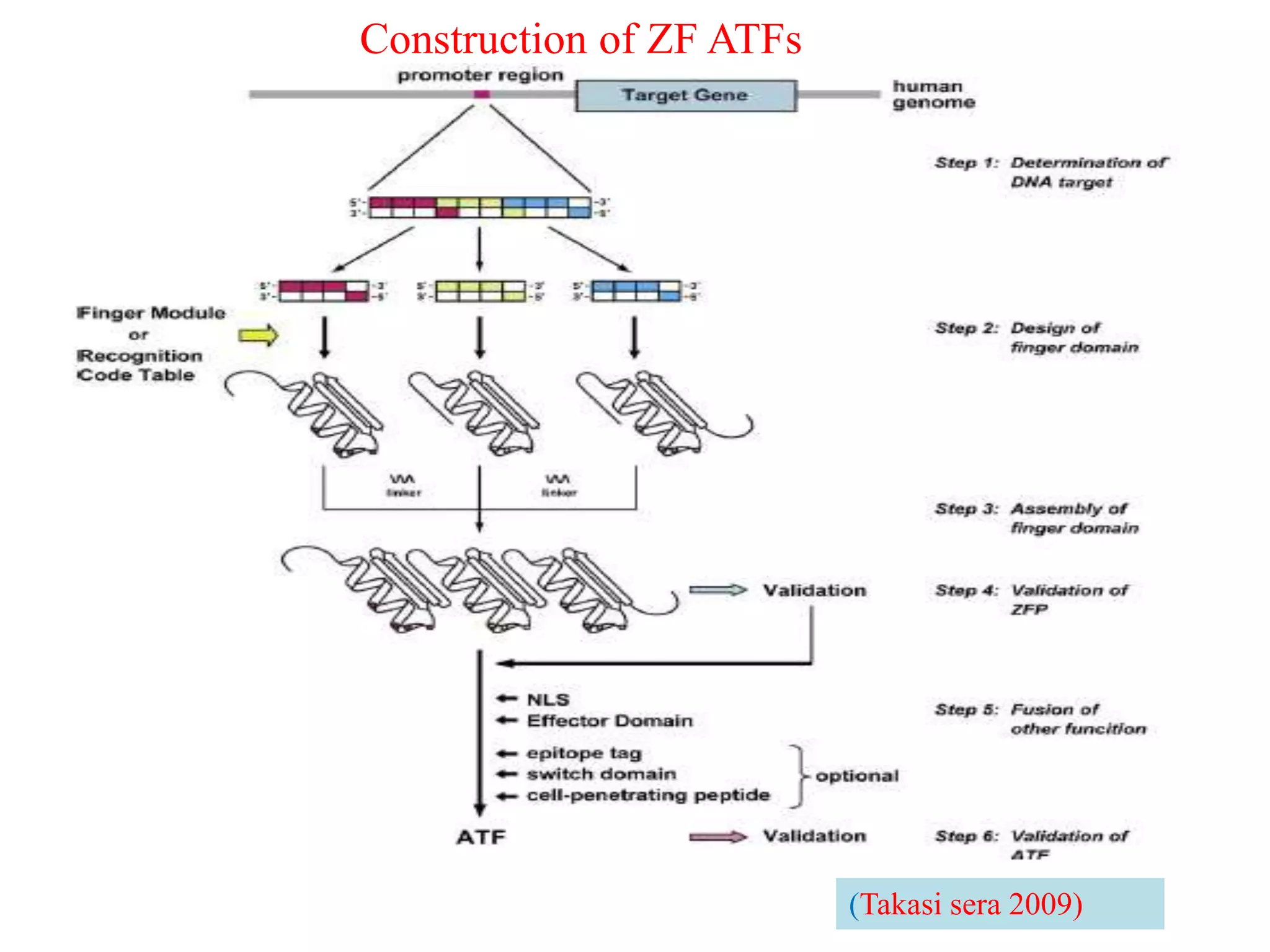 Construction of ZF ATFs
(Takasi sera 2009)
 