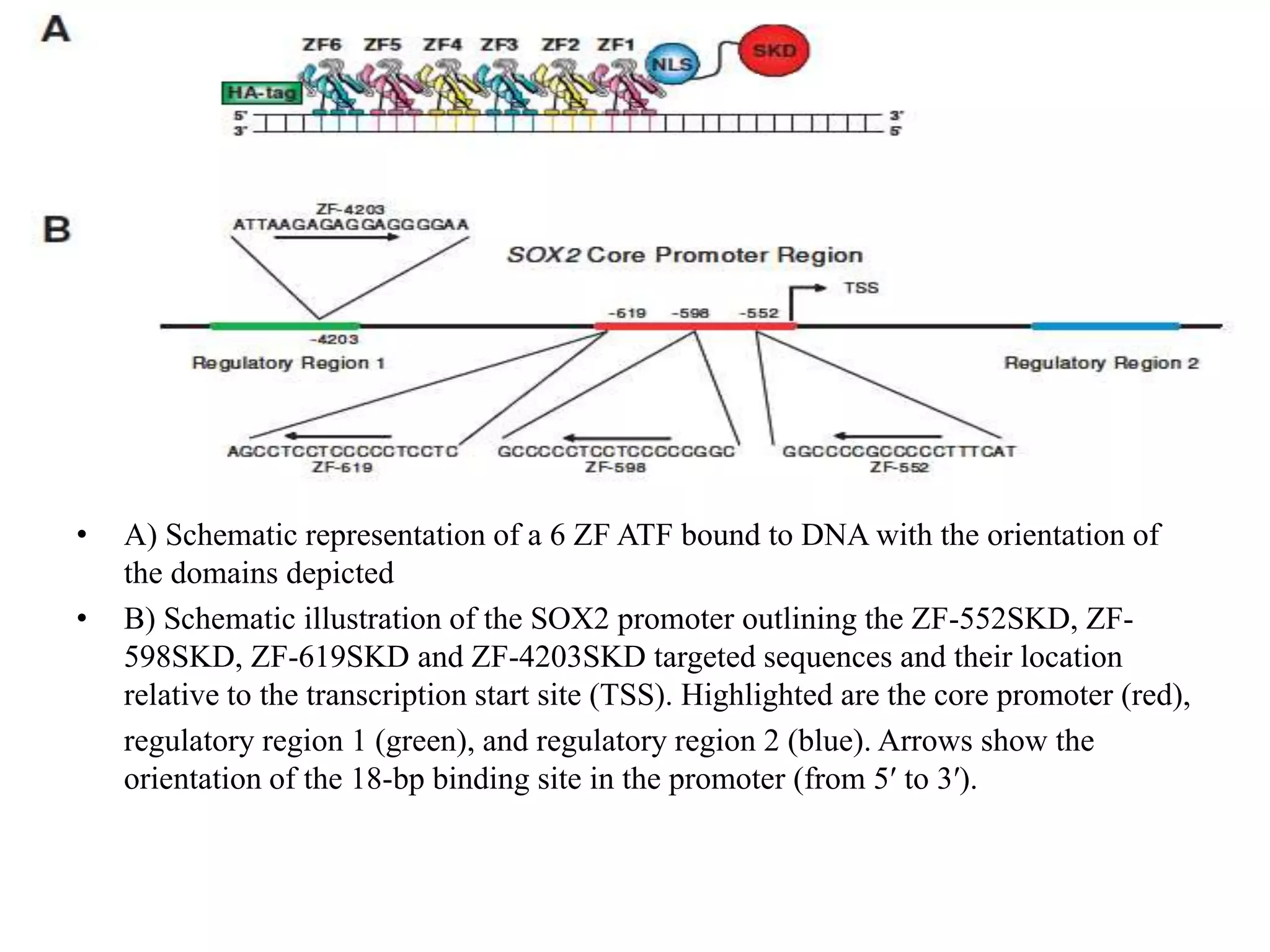 • A) Schematic representation of a 6 ZF ATF bound to DNA with the orientation of
the domains depicted
• B) Schematic illustration of the SOX2 promoter outlining the ZF-552SKD, ZF-
598SKD, ZF-619SKD and ZF-4203SKD targeted sequences and their location
relative to the transcription start site (TSS). Highlighted are the core promoter (red),
regulatory region 1 (green), and regulatory region 2 (blue). Arrows show the
orientation of the 18-bp binding site in the promoter (from 5′ to 3′).
 