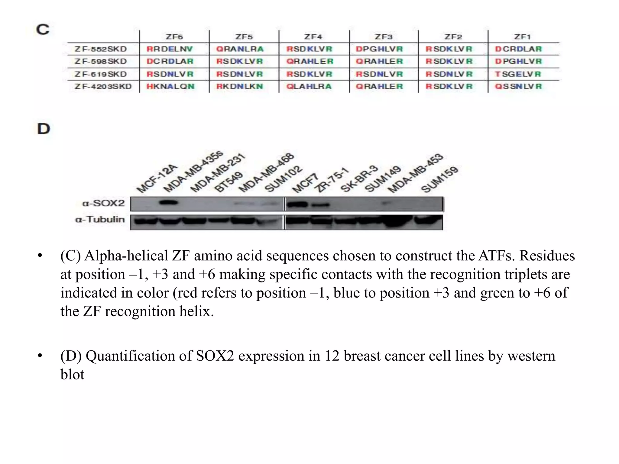 • (C) Alpha-helical ZF amino acid sequences chosen to construct the ATFs. Residues
at position –1, +3 and +6 making specific contacts with the recognition triplets are
indicated in color (red refers to position –1, blue to position +3 and green to +6 of
the ZF recognition helix.
• (D) Quantification of SOX2 expression in 12 breast cancer cell lines by western
blot
 