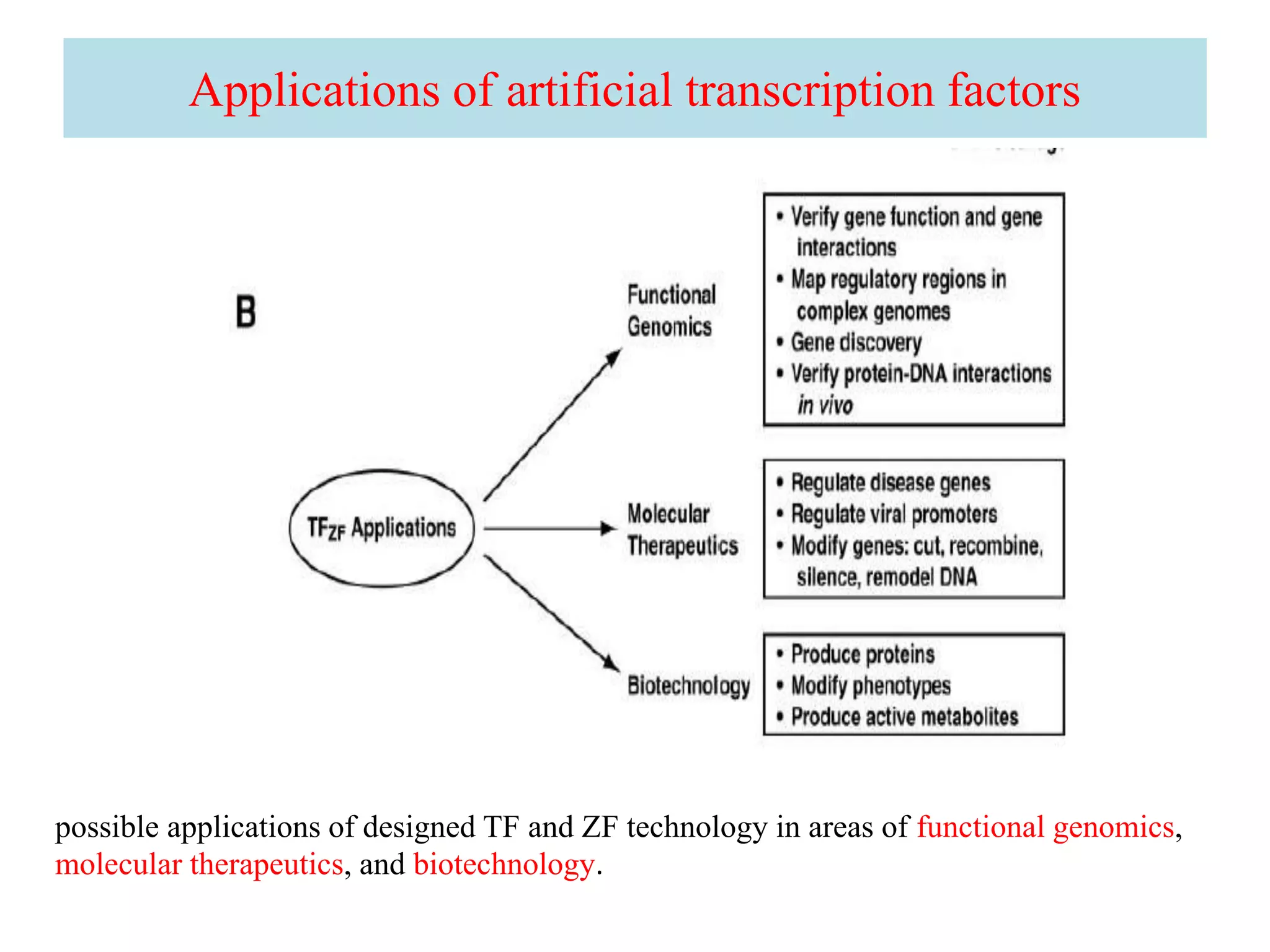 Applications of artificial transcription factors
possible applications of designed TF and ZF technology in areas of functional genomics,
molecular therapeutics, and biotechnology.
 