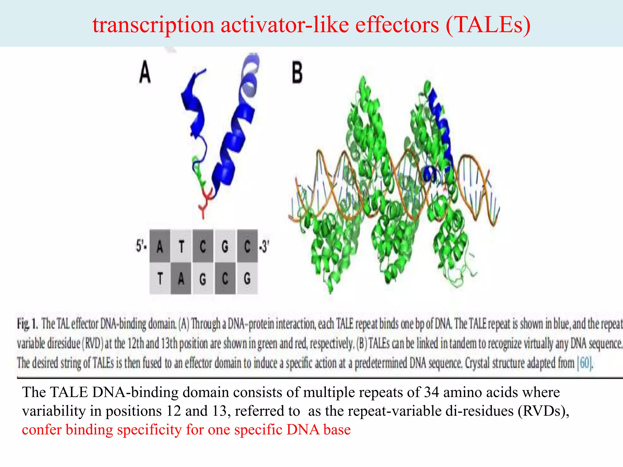 transcription activator-like effectors (TALEs)
• The TALE DNA-binding domain consists of multiple repeats of 34
amino acids where variability in positions 12 and 13, referred to as
the repeat-variable di-residues (RVDs), confer binding specificity
for one specific DNA base
The TALE DNA-binding domain consists of multiple repeats of 34 amino acids where
variability in positions 12 and 13, referred to as the repeat-variable di-residues (RVDs),
confer binding specificity for one specific DNA base
 