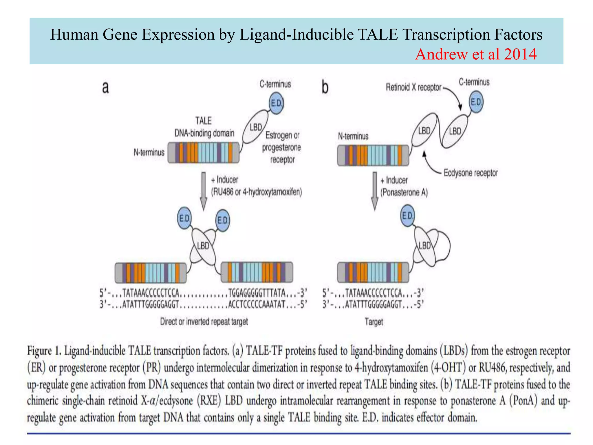 Human Gene Expression by Ligand-Inducible TALE Transcription Factors
Andrew et al 2014
 