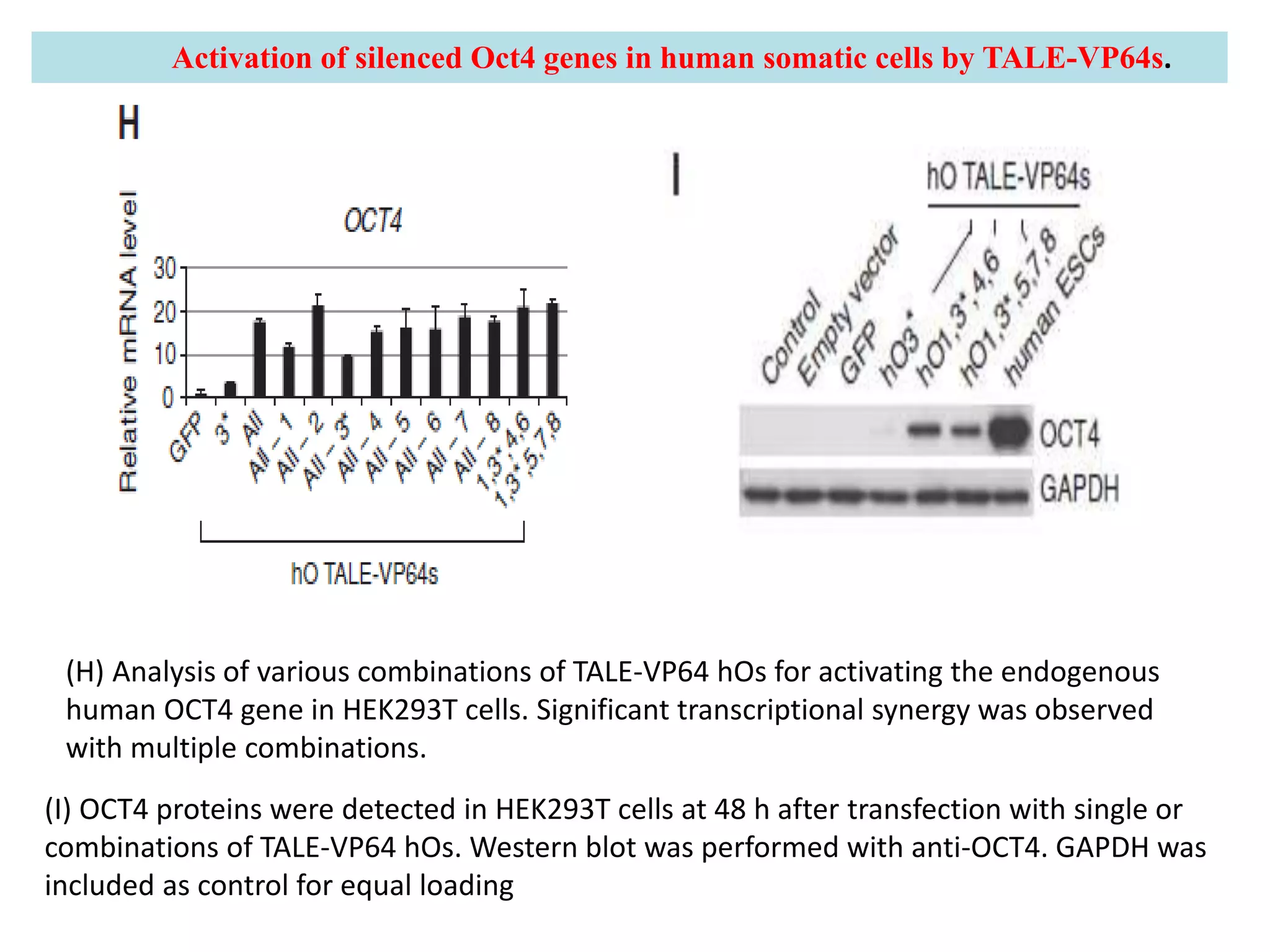 (H) Analysis of various combinations of TALE-VP64 hOs for activating the endogenous
human OCT4 gene in HEK293T cells. Significant transcriptional synergy was observed
with multiple combinations.
(I) OCT4 proteins were detected in HEK293T cells at 48 h after transfection with single or
combinations of TALE-VP64 hOs. Western blot was performed with anti-OCT4. GAPDH was
included as control for equal loading
Activation of silenced Oct4 genes in human somatic cells by TALE-VP64s.
 