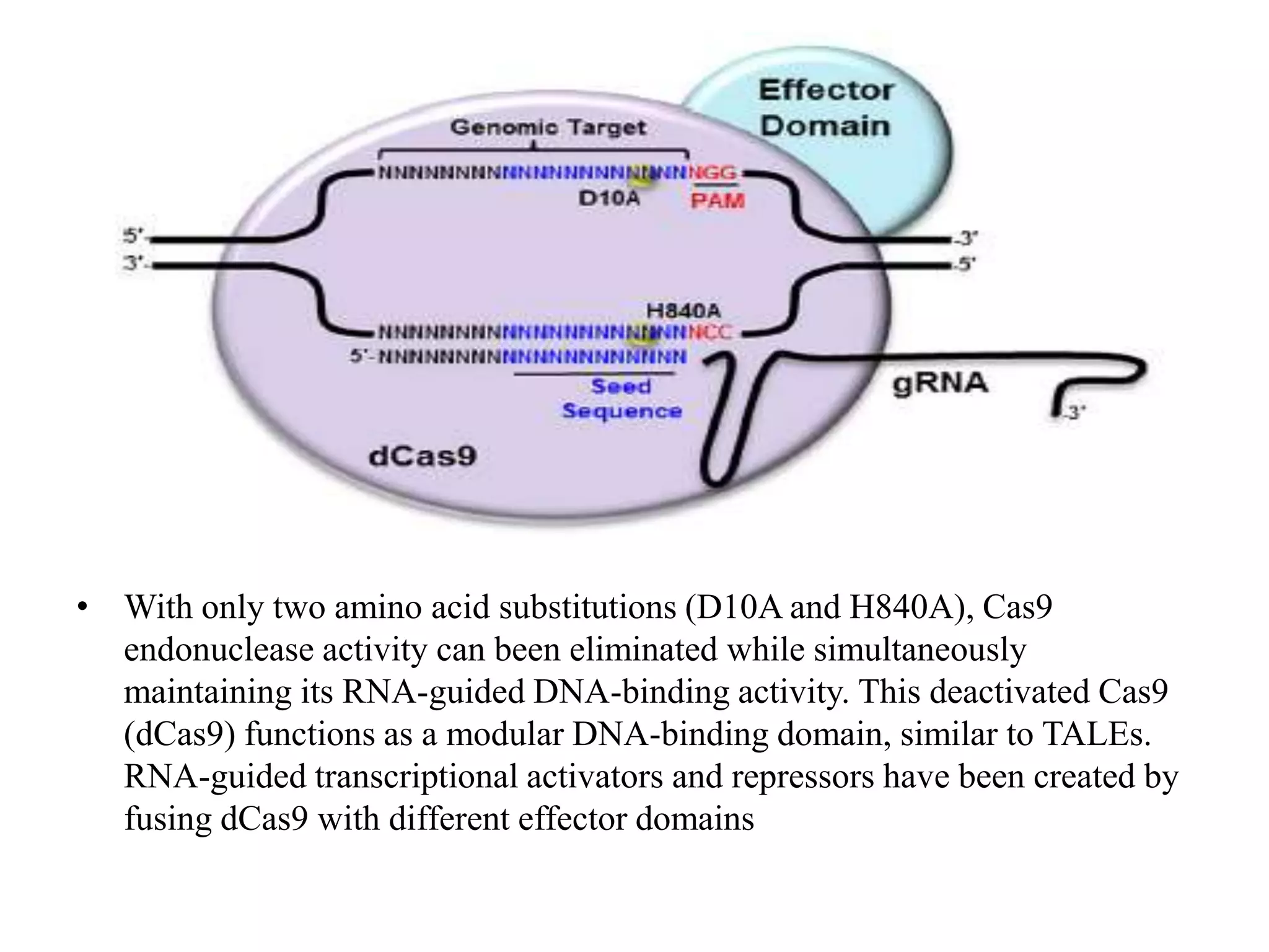 • With only two amino acid substitutions (D10A and H840A), Cas9
endonuclease activity can been eliminated while simultaneously
maintaining its RNA-guided DNA-binding activity. This deactivated Cas9
(dCas9) functions as a modular DNA-binding domain, similar to TALEs.
RNA-guided transcriptional activators and repressors have been created by
fusing dCas9 with different effector domains
 