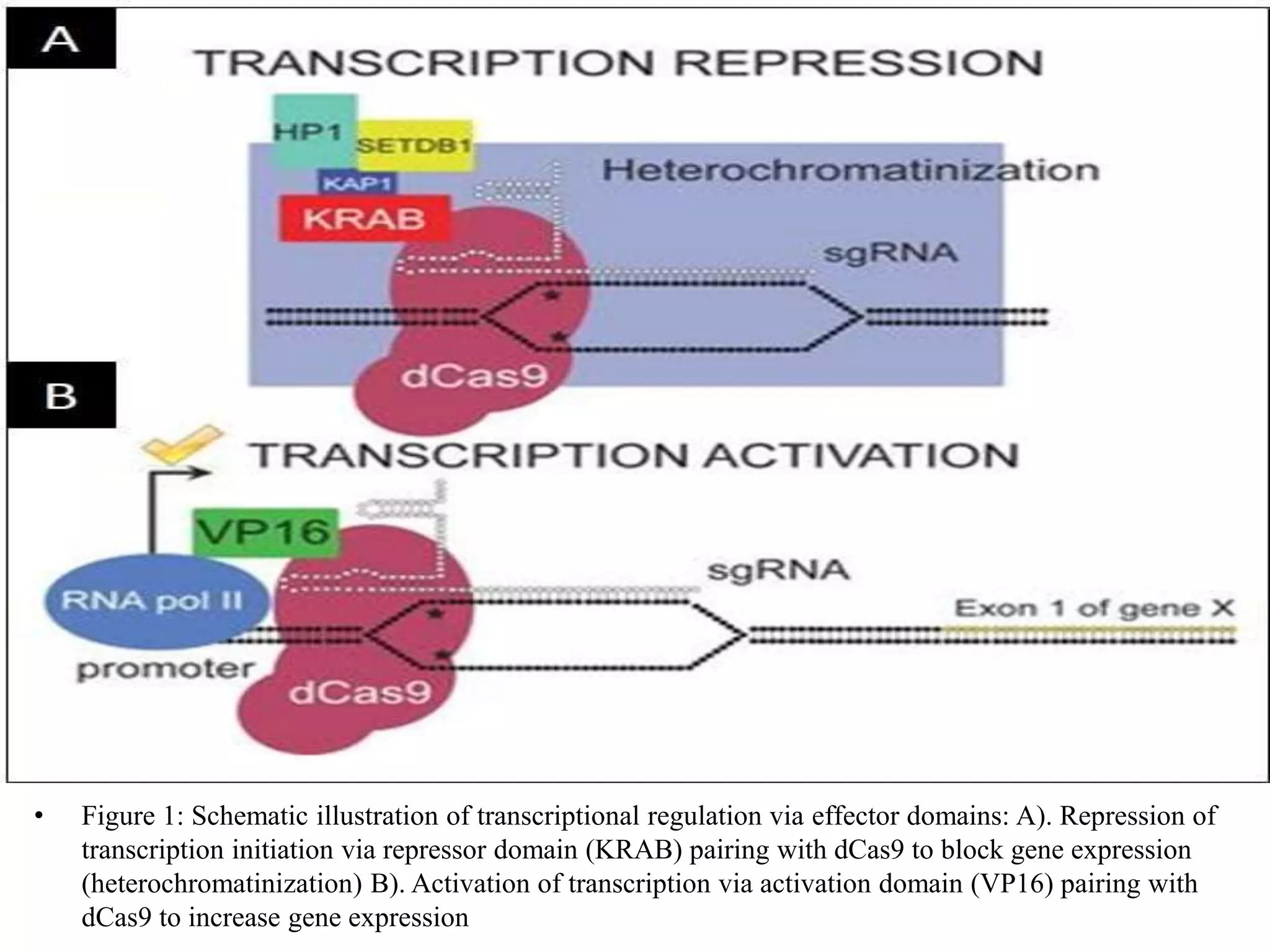 • Figure 1: Schematic illustration of transcriptional regulation via effector domains: A). Repression of
transcription initiation via repressor domain (KRAB) pairing with dCas9 to block gene expression
(heterochromatinization) B). Activation of transcription via activation domain (VP16) pairing with
dCas9 to increase gene expression
 