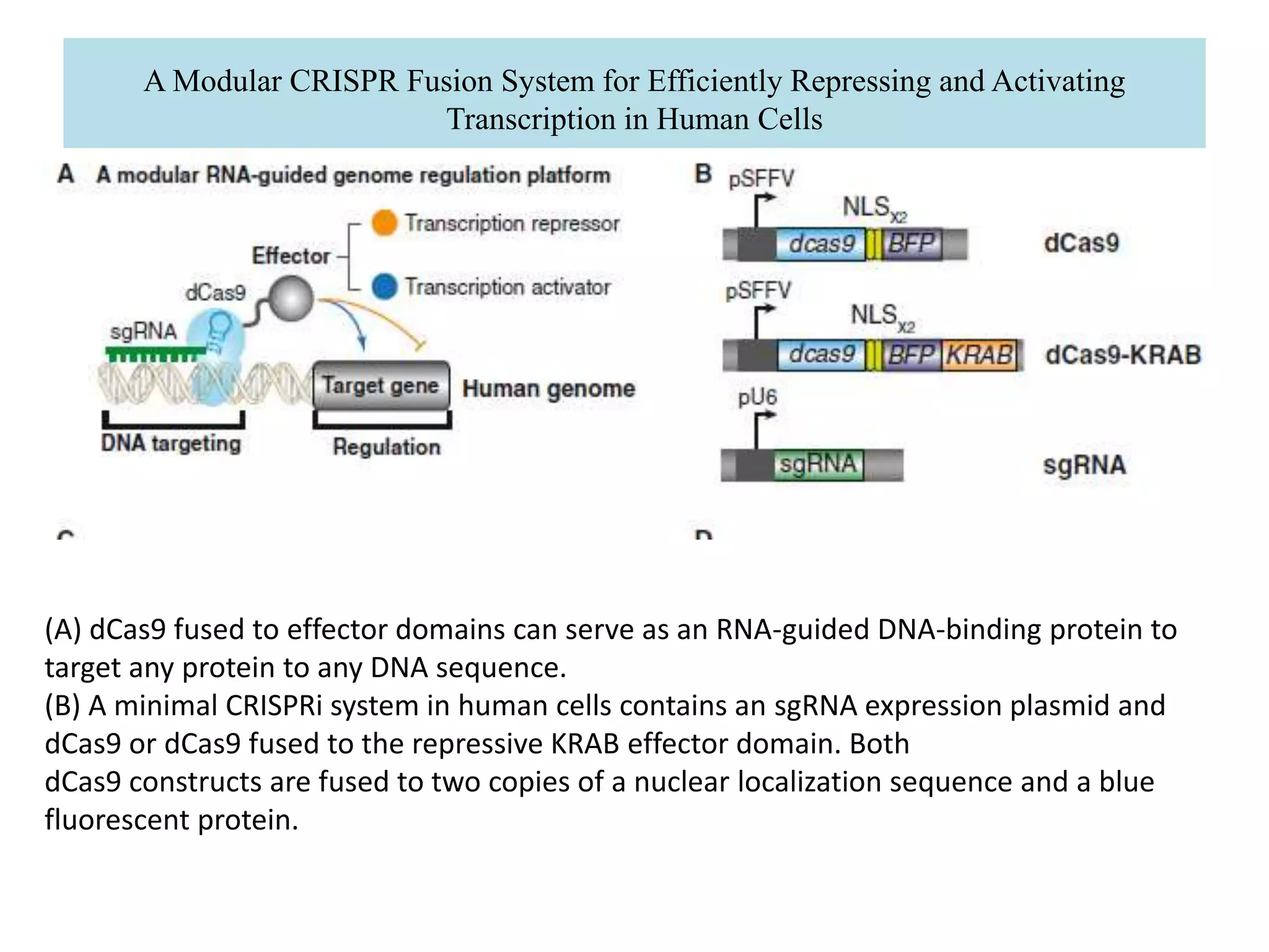 A Modular CRISPR Fusion System for Efficiently Repressing and Activating
Transcription in Human Cells
(A) dCas9 fused to effector domains can serve as an RNA-guided DNA-binding protein to
target any protein to any DNA sequence.
(B) A minimal CRISPRi system in human cells contains an sgRNA expression plasmid and
dCas9 or dCas9 fused to the repressive KRAB effector domain. Both
dCas9 constructs are fused to two copies of a nuclear localization sequence and a blue
fluorescent protein.
 