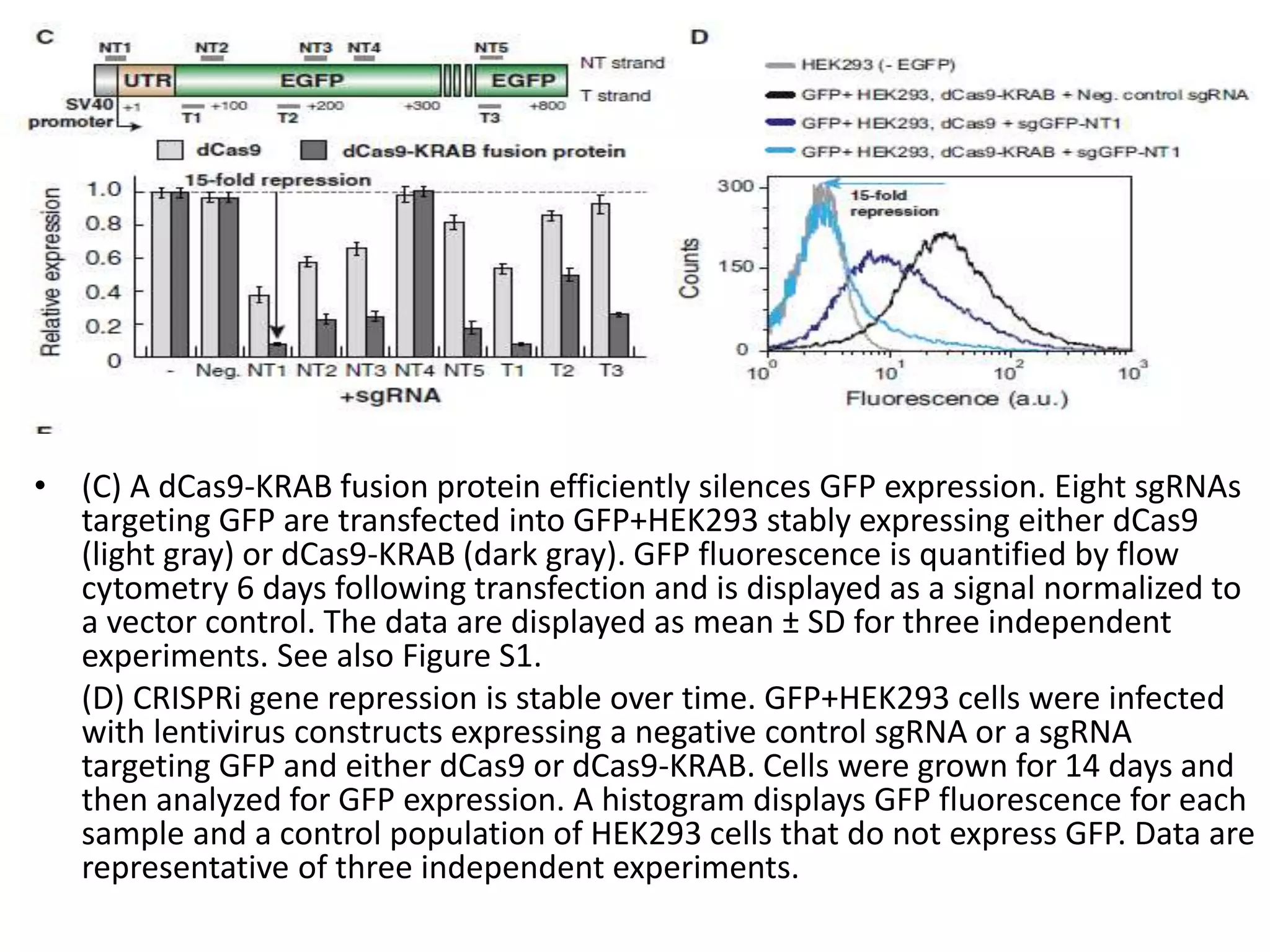 • (C) A dCas9-KRAB fusion protein efficiently silences GFP expression. Eight sgRNAs
targeting GFP are transfected into GFP+HEK293 stably expressing either dCas9
(light gray) or dCas9-KRAB (dark gray). GFP fluorescence is quantified by flow
cytometry 6 days following transfection and is displayed as a signal normalized to
a vector control. The data are displayed as mean ± SD for three independent
experiments. See also Figure S1.
(D) CRISPRi gene repression is stable over time. GFP+HEK293 cells were infected
with lentivirus constructs expressing a negative control sgRNA or a sgRNA
targeting GFP and either dCas9 or dCas9-KRAB. Cells were grown for 14 days and
then analyzed for GFP expression. A histogram displays GFP fluorescence for each
sample and a control population of HEK293 cells that do not express GFP. Data are
representative of three independent experiments.
 