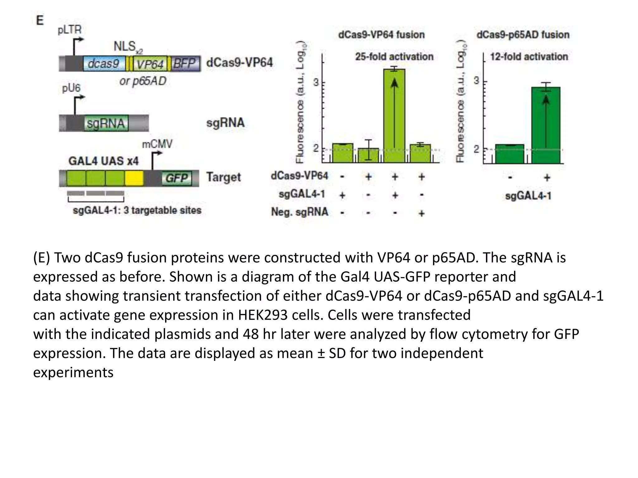 (E) Two dCas9 fusion proteins were constructed with VP64 or p65AD. The sgRNA is
expressed as before. Shown is a diagram of the Gal4 UAS-GFP reporter and
data showing transient transfection of either dCas9-VP64 or dCas9-p65AD and sgGAL4-1
can activate gene expression in HEK293 cells. Cells were transfected
with the indicated plasmids and 48 hr later were analyzed by flow cytometry for GFP
expression. The data are displayed as mean ± SD for two independent
experiments
 