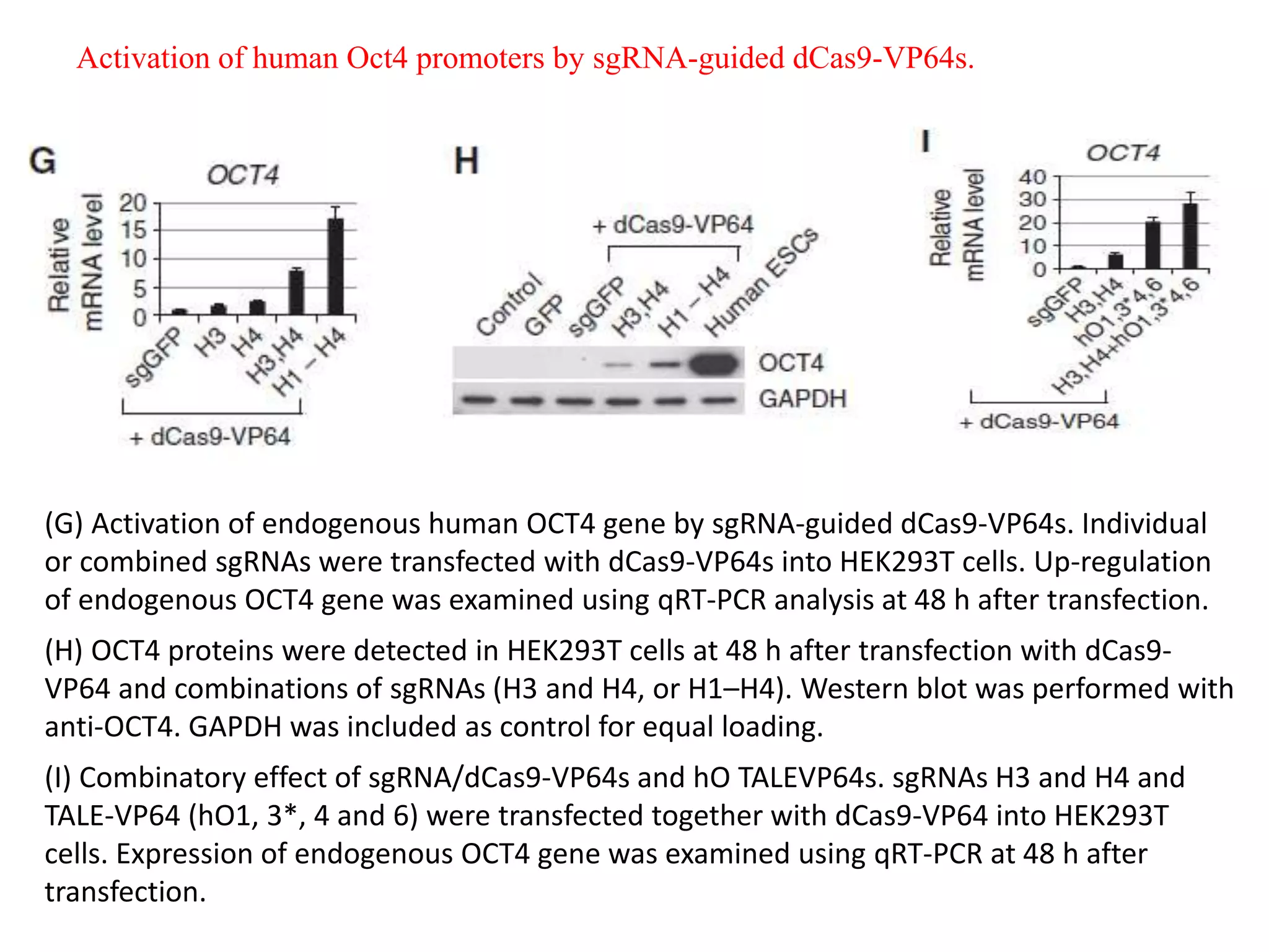 (G) Activation of endogenous human OCT4 gene by sgRNA-guided dCas9-VP64s. Individual
or combined sgRNAs were transfected with dCas9-VP64s into HEK293T cells. Up-regulation
of endogenous OCT4 gene was examined using qRT-PCR analysis at 48 h after transfection.
(H) OCT4 proteins were detected in HEK293T cells at 48 h after transfection with dCas9-
VP64 and combinations of sgRNAs (H3 and H4, or H1–H4). Western blot was performed with
anti-OCT4. GAPDH was included as control for equal loading.
(I) Combinatory effect of sgRNA/dCas9-VP64s and hO TALEVP64s. sgRNAs H3 and H4 and
TALE-VP64 (hO1, 3*, 4 and 6) were transfected together with dCas9-VP64 into HEK293T
cells. Expression of endogenous OCT4 gene was examined using qRT-PCR at 48 h after
transfection.
Activation of human Oct4 promoters by sgRNA-guided dCas9-VP64s.
 