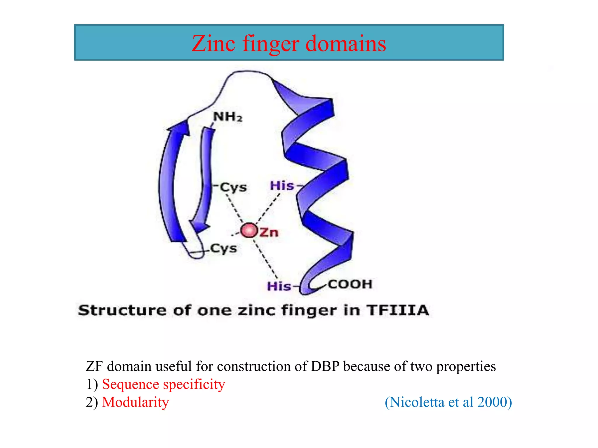 Zinc finger domains
ZF domain useful for construction of DBP because of two properties
1) Sequence specificity
2) Modularity (Nicoletta et al 2000)
 