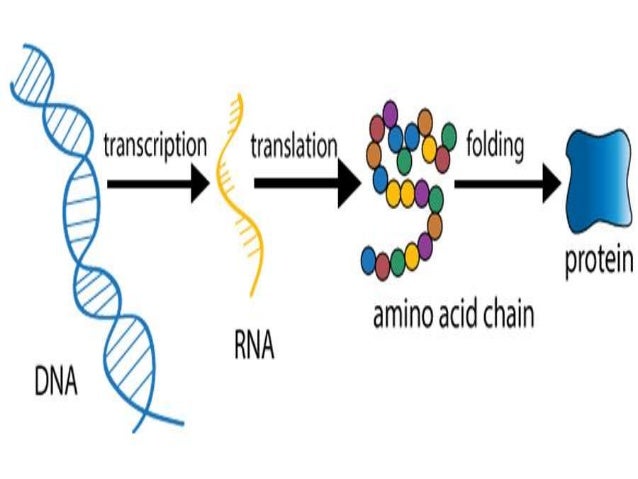 artificial or synthetic transcription factor for regulation of gene e…