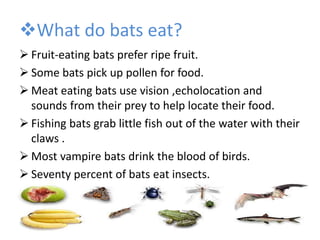 What do bats eat?
 Fruit-eating bats prefer ripe fruit.
 Some bats pick up pollen for food.
 Meat eating bats use vision ,echolocation and
sounds from their prey to help locate their food.
 Fishing bats grab little fish out of the water with their
claws .
 Most vampire bats drink the blood of birds.
 Seventy percent of bats eat insects.
 